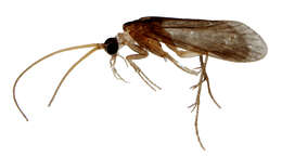 Image of Ecnomidae