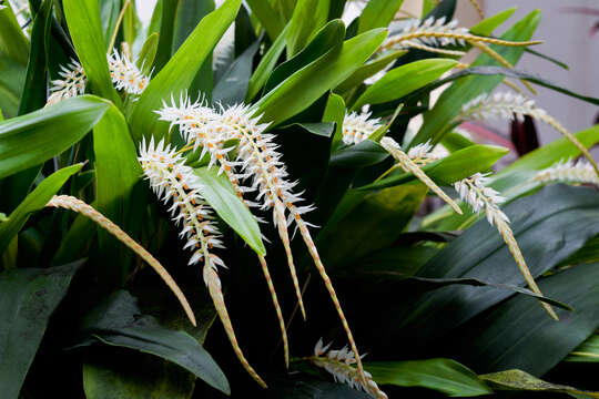 Image of Hay-scented orchid