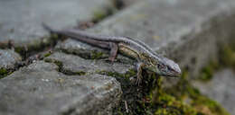 Image of Sand Lizard