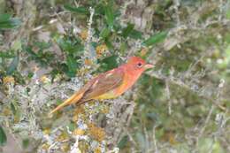 Image of Summer Tanager