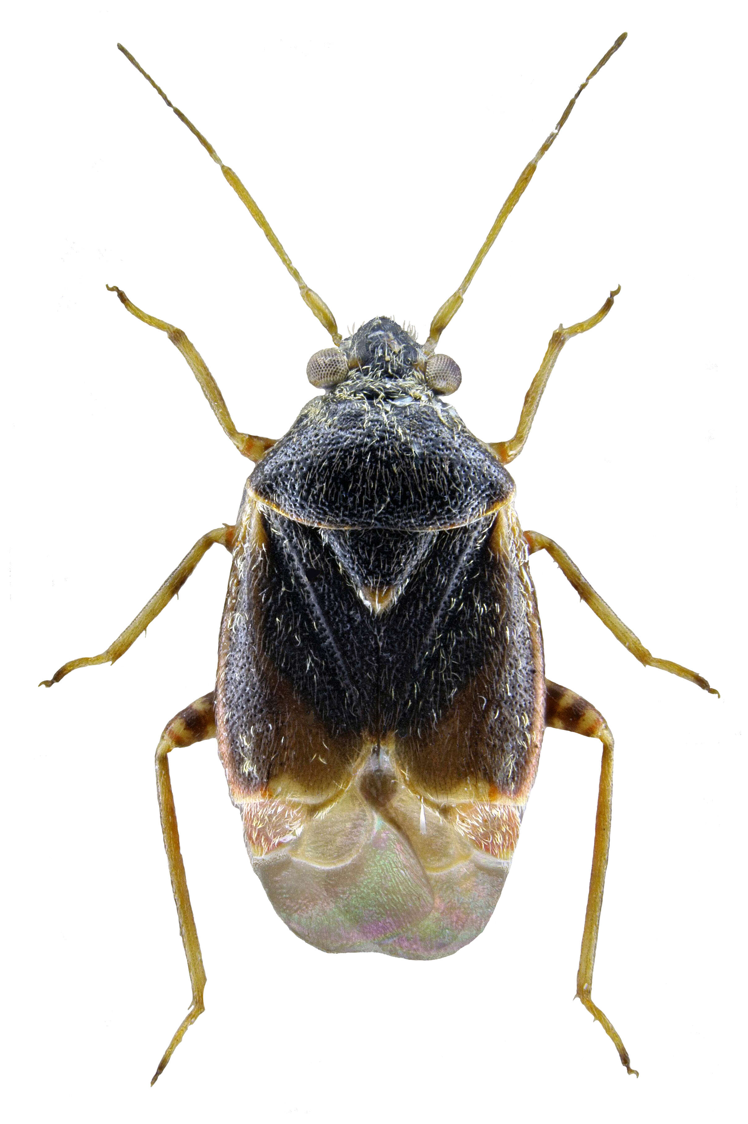 Image of Charagochilus gyllenhalii (Fallen 1807)