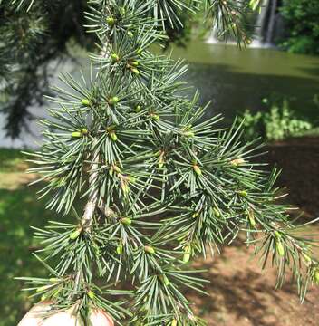 Image of Cedar of Lebanon