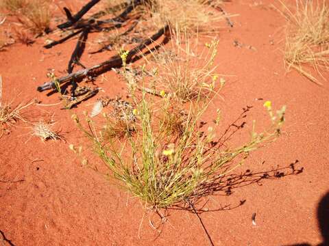 Imagem de Goodenia armitiana F. Müll.