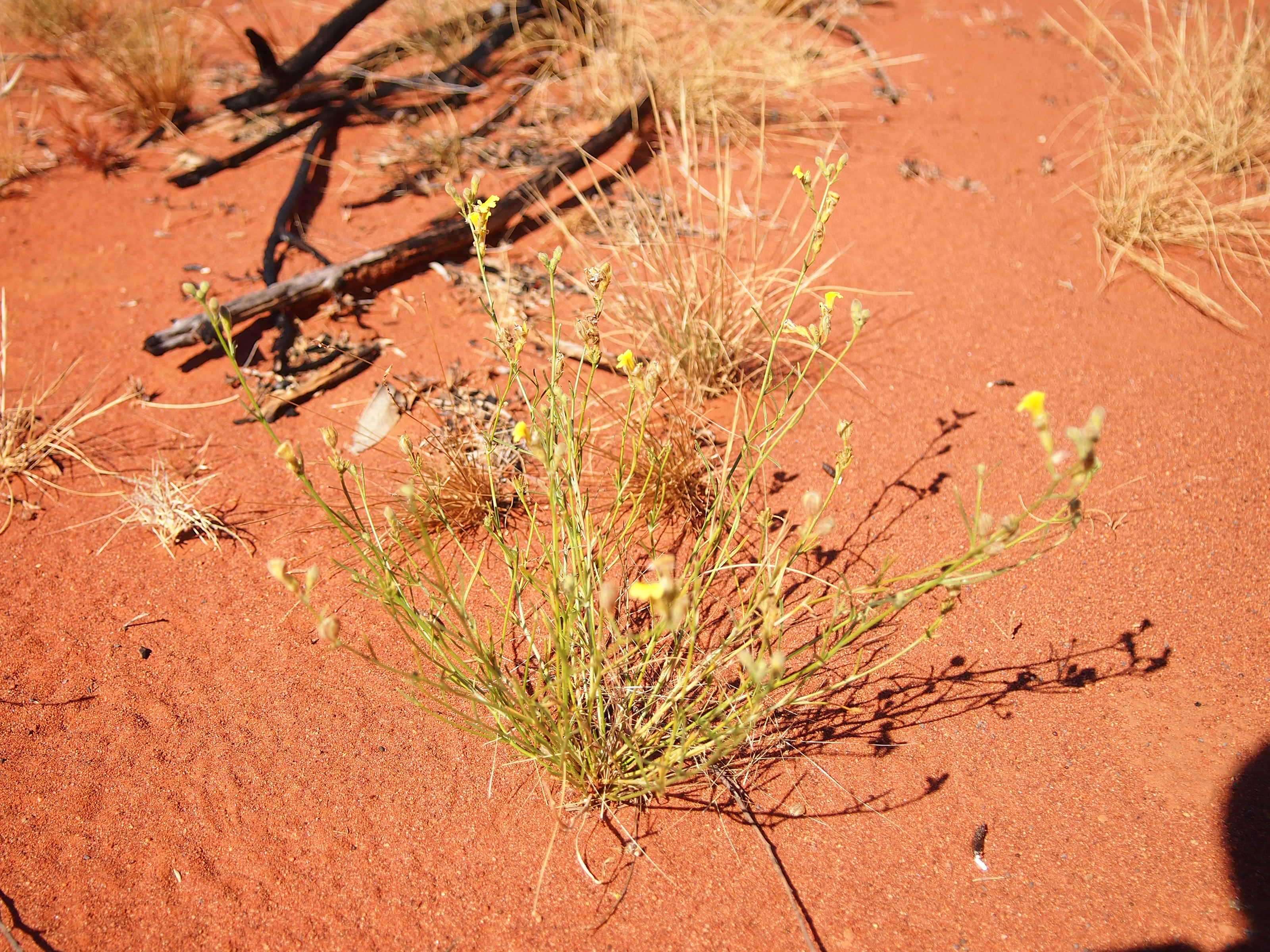 Imagem de Goodenia armitiana F. Müll.