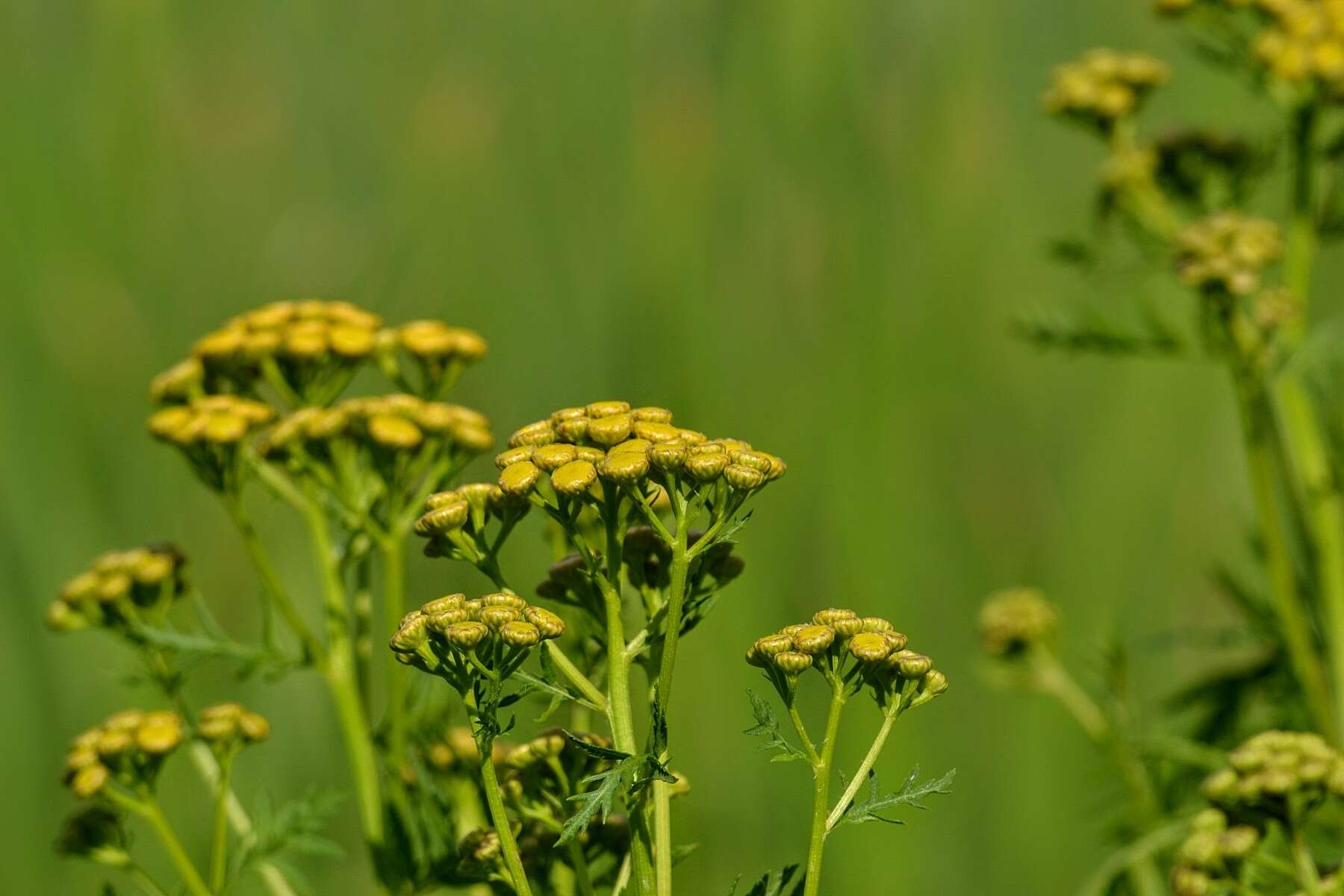 Image of common tansy