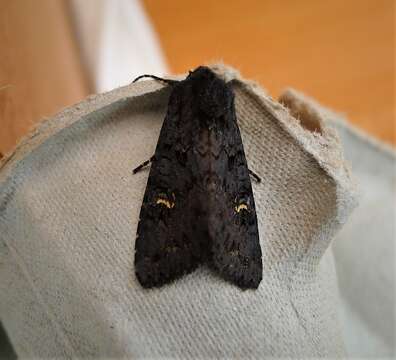 Image of black rustic