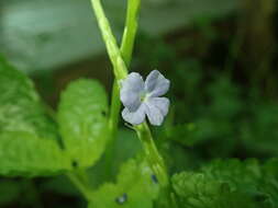 Image of Stachytarpheta indica (L.) Vahl