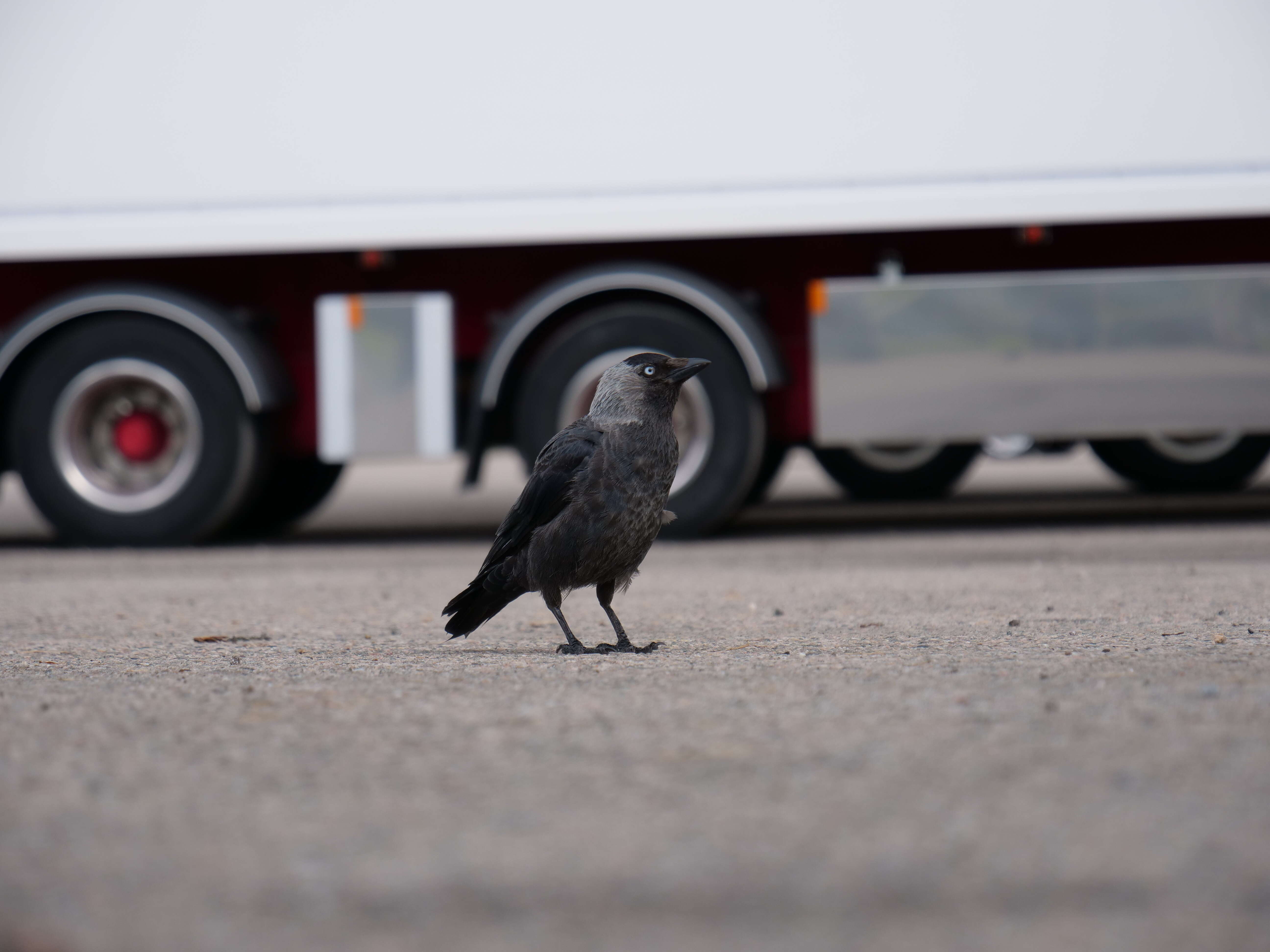 Image of Eurasian Jackdaw