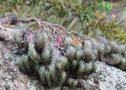 Image of Tillandsia araujei Mez