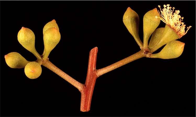 Image of Eucalyptus lateritica M. I. H. Brooker & S. D. Hopper