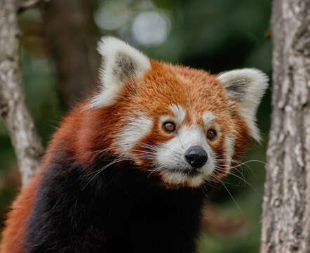 Image of Red panda