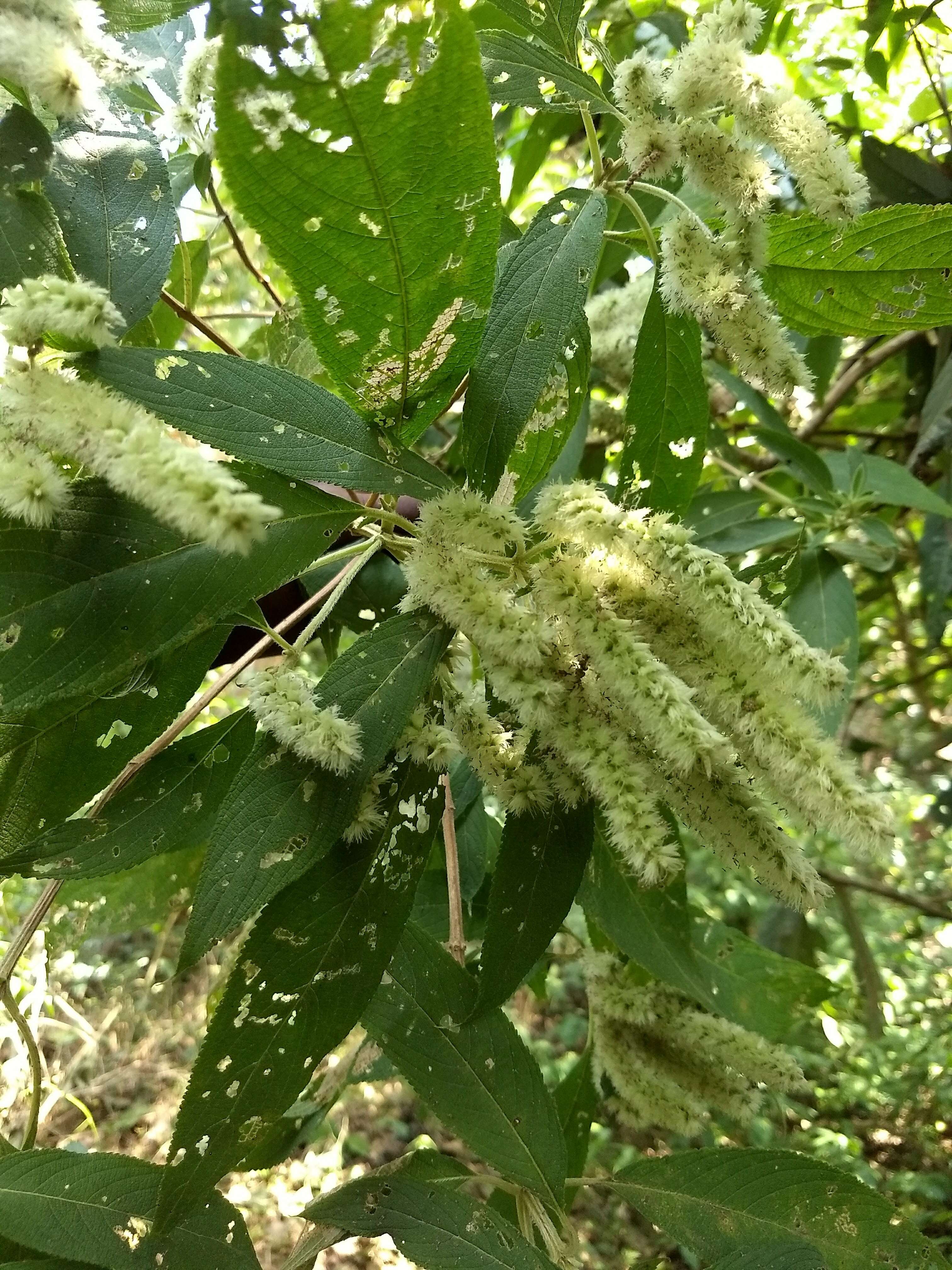 Image of Stachytarpheta indica (L.) Vahl