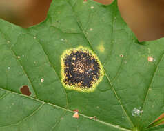 Image of European tar spot