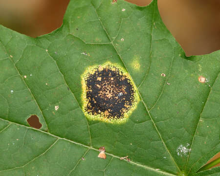 Image of European tar spot