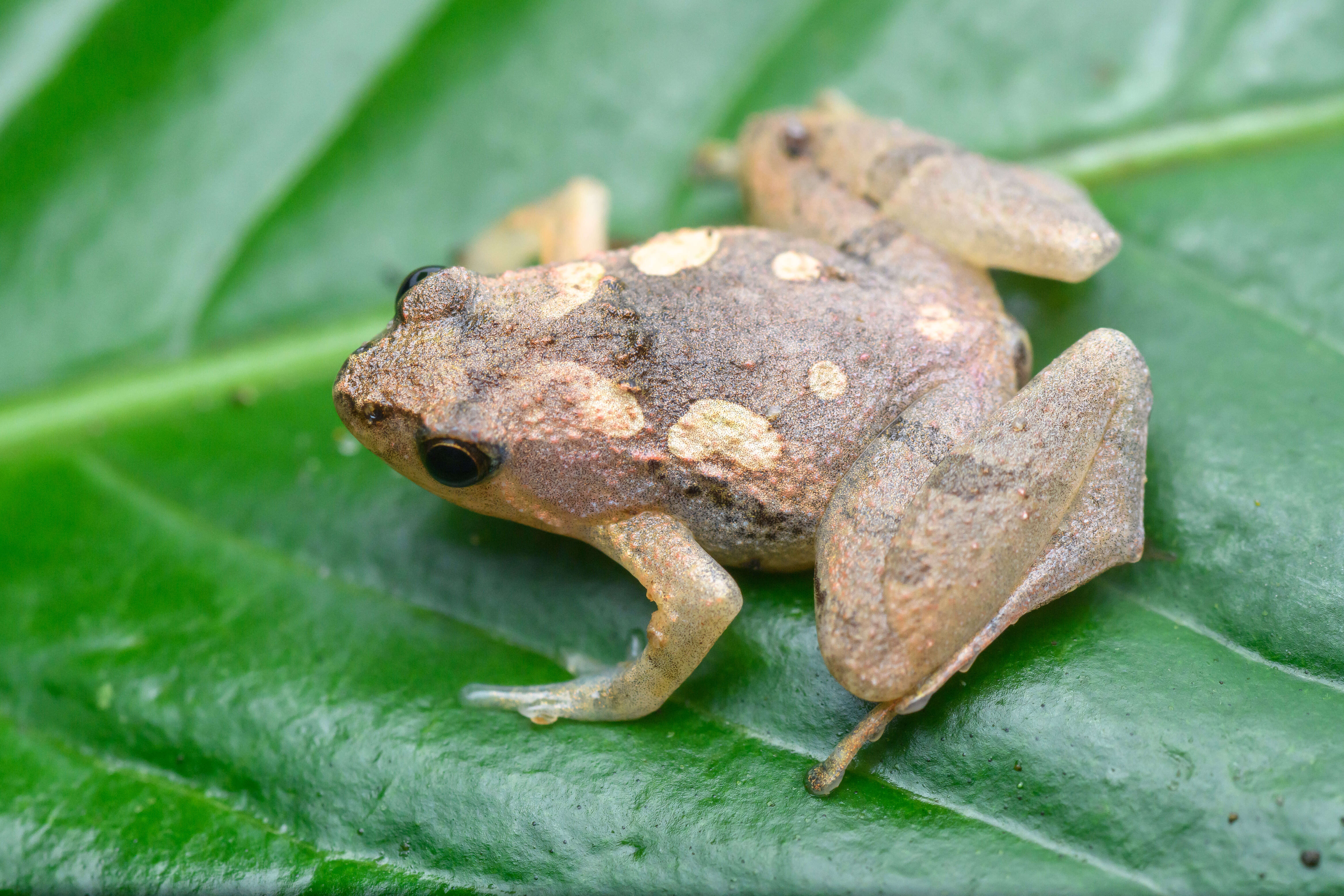 Image of microhylid frogs