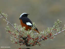 Image of Güldenstädt's Redstart