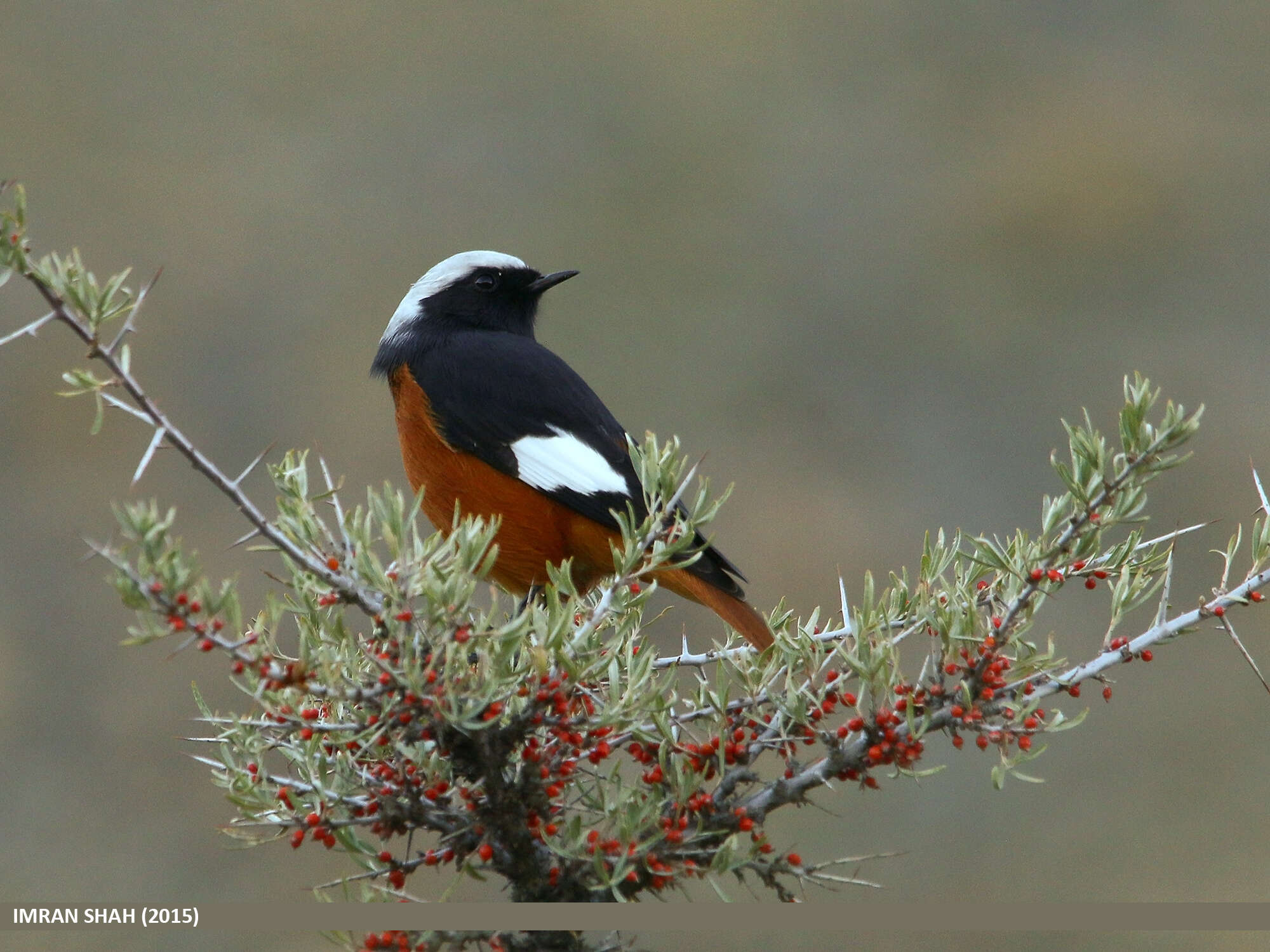 Image of Güldenstädt's Redstart