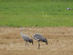 Image of Common Crane