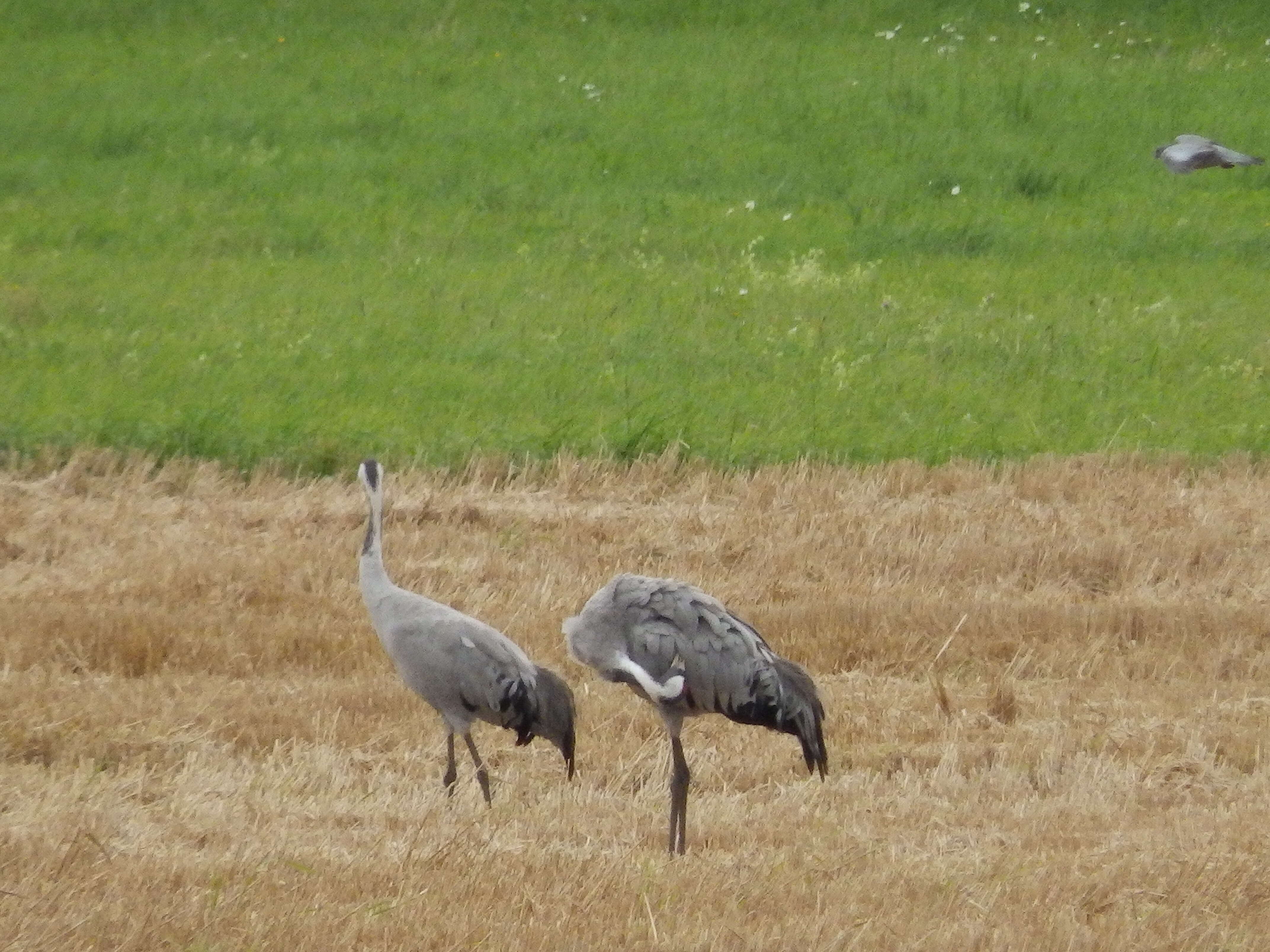 Image of Common Crane