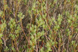 Image of Salix waldsteiniana Willd.