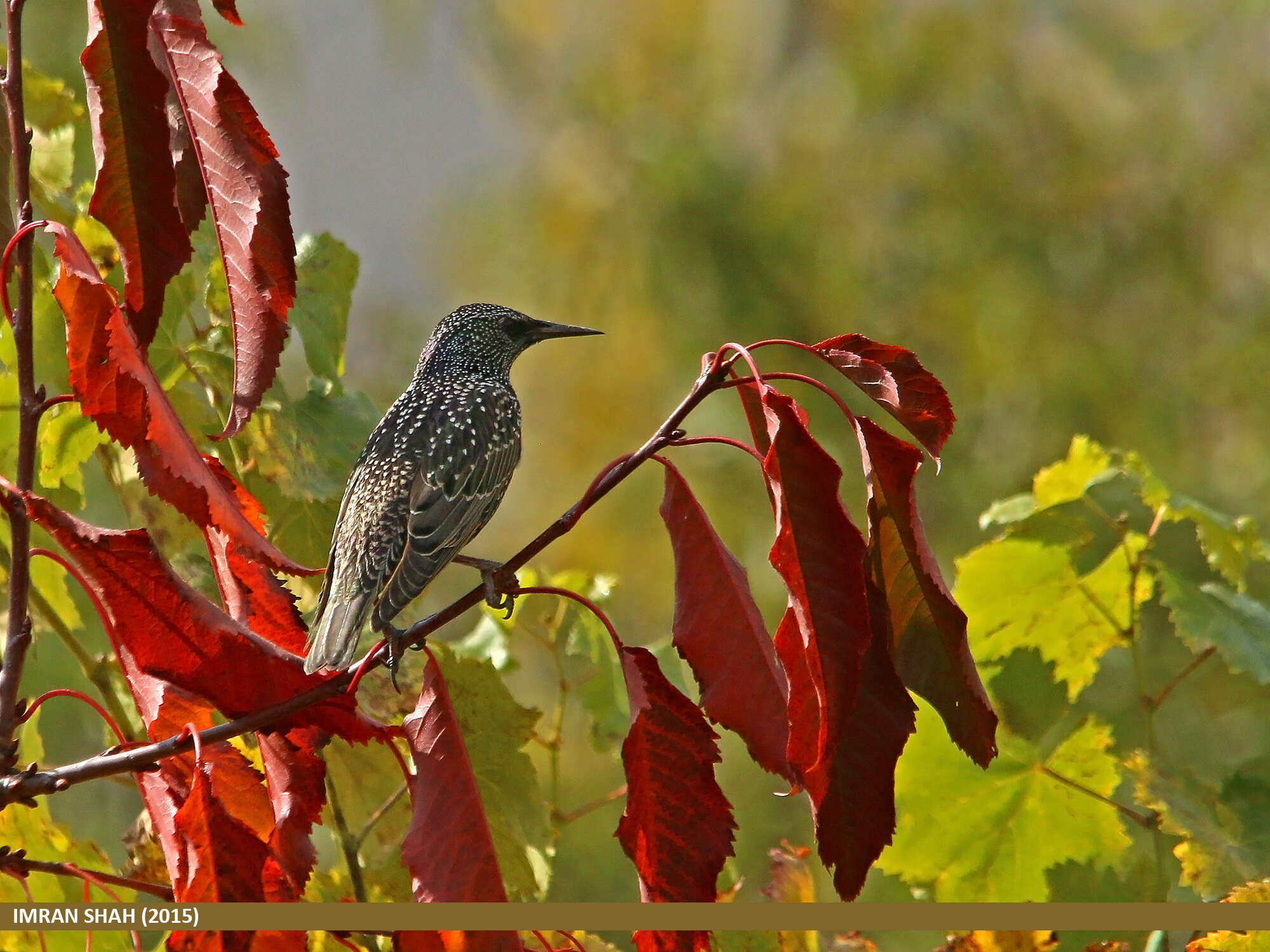 Image of Sturnus Linnaeus 1758