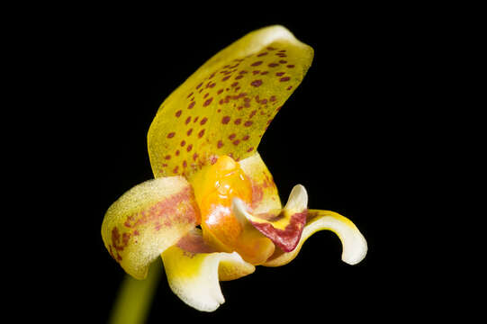 Слика од Bulbophyllum pteroglossum Schltr.