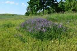 Imagem de Vicia tenuifolia Roth