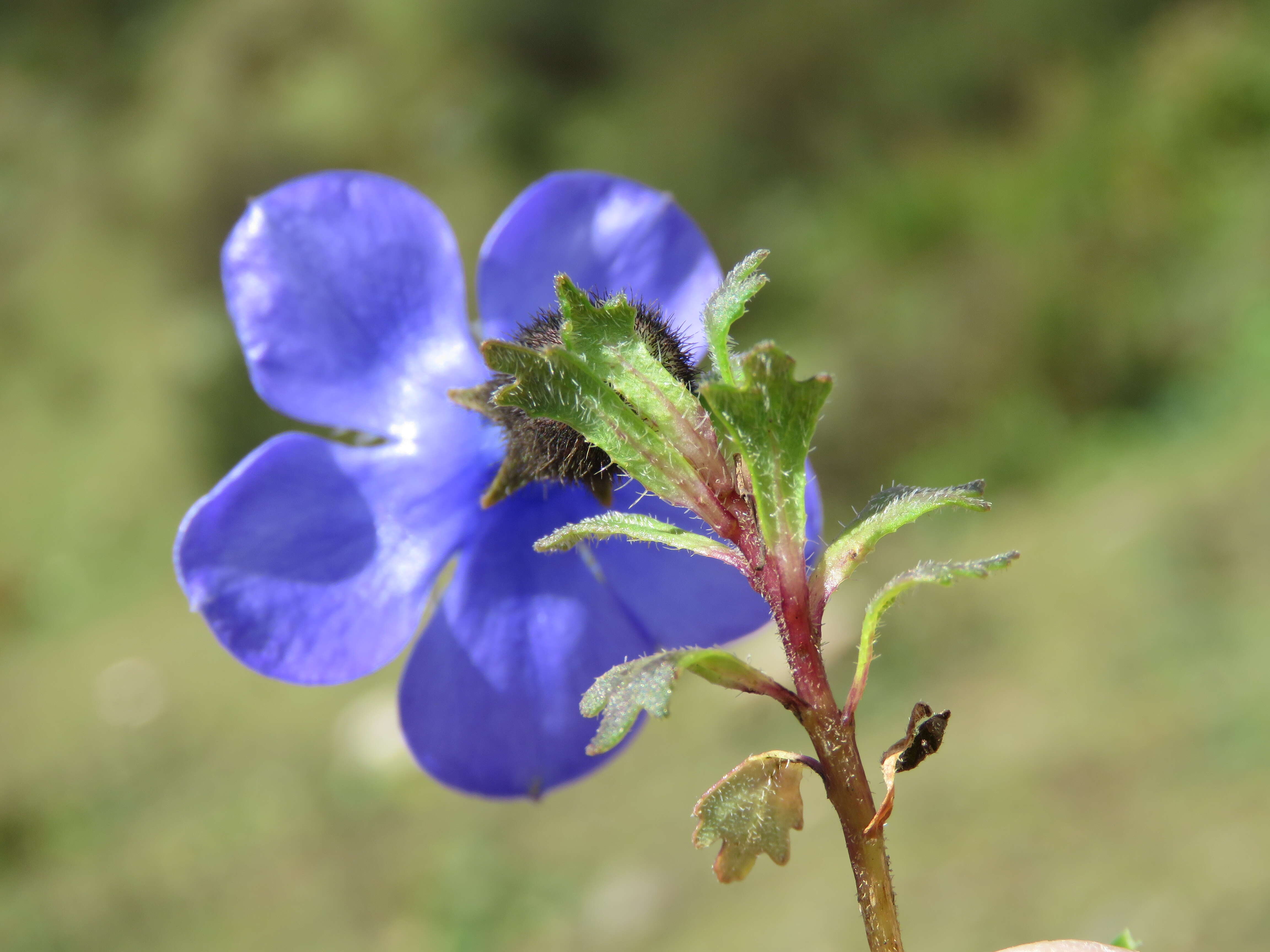 Image of Cyananthus lobatus Wall. ex Benth.