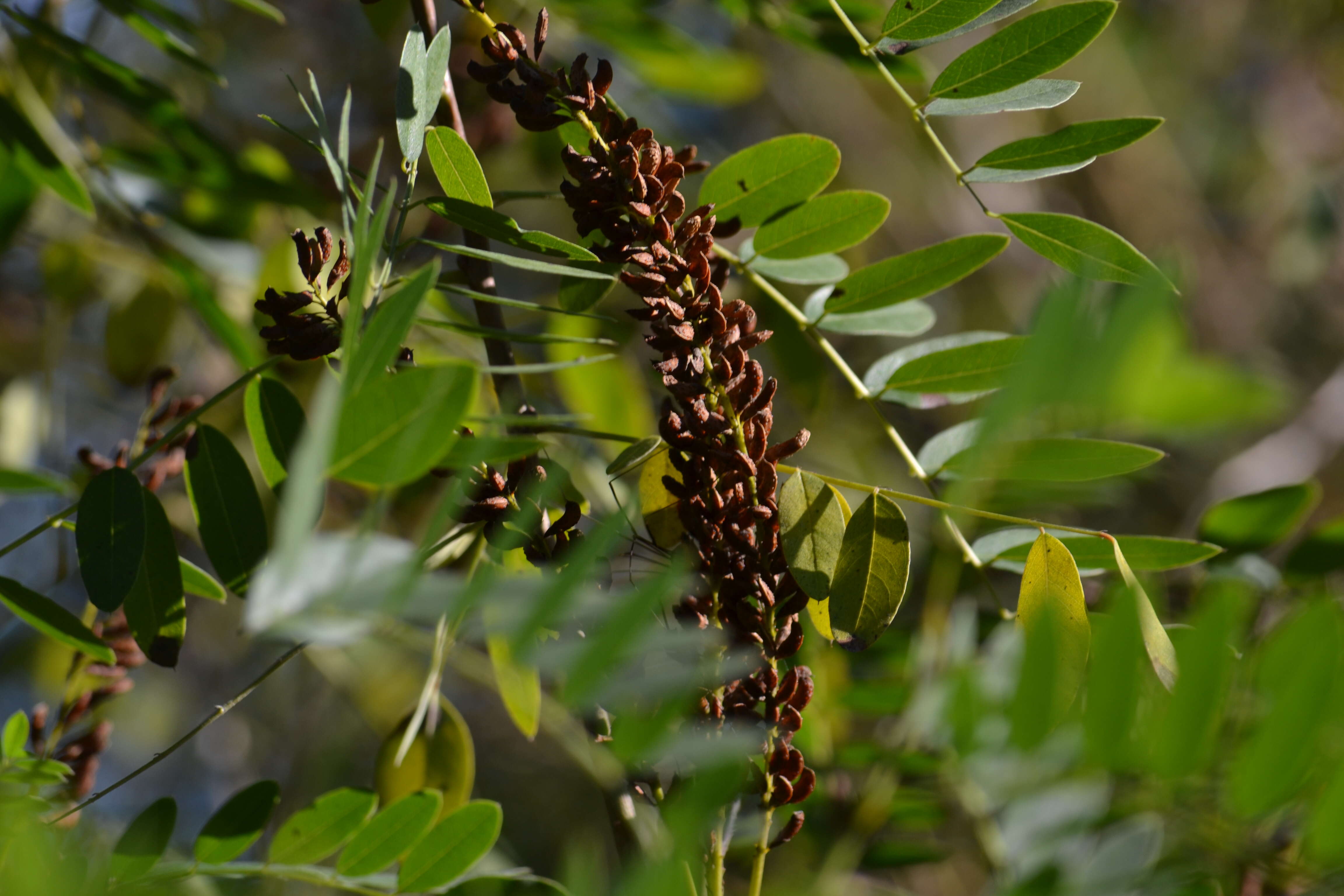 Image of desert false indigo