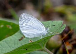 Image of Barred Yellow