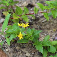 Image of Lysimachia azorica Hornem. ex Hook.