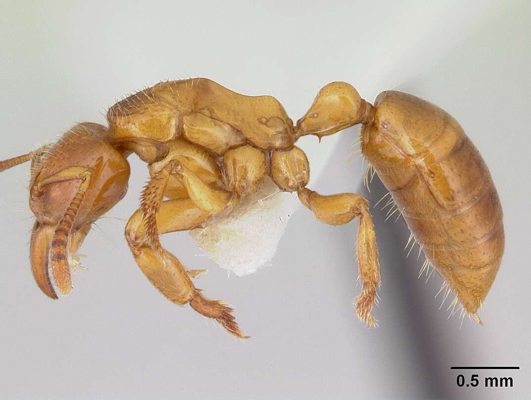 Imagem de Centromyrmex fugator