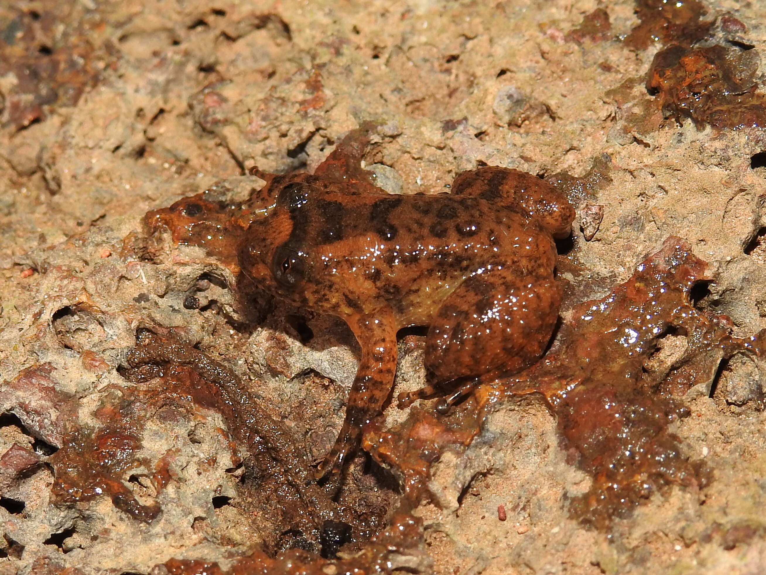 Image of Castle Rock Wrinkled Frog