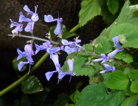 Image of Plectranthus zuluensis T. Cooke