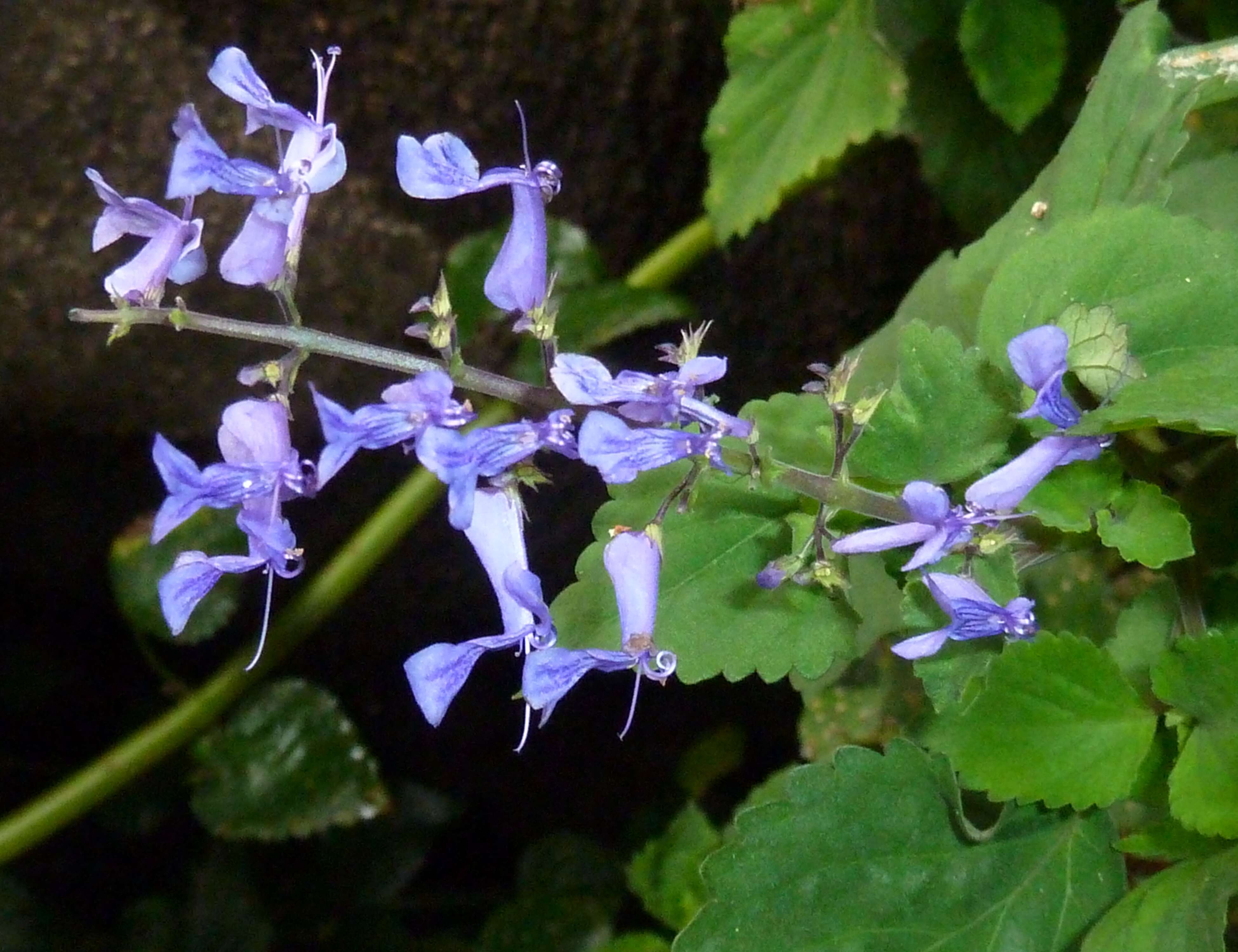 Imagem de Plectranthus zuluensis T. Cooke