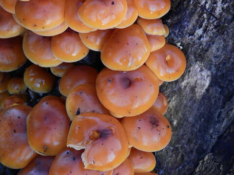 Plancia ëd Flammulina velutipes (Curtis) Singer 1951