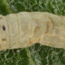 Image of Ambermarked birch leaf miner, birch leaf miner