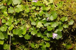 Image of Ivy-leaved Toadflax