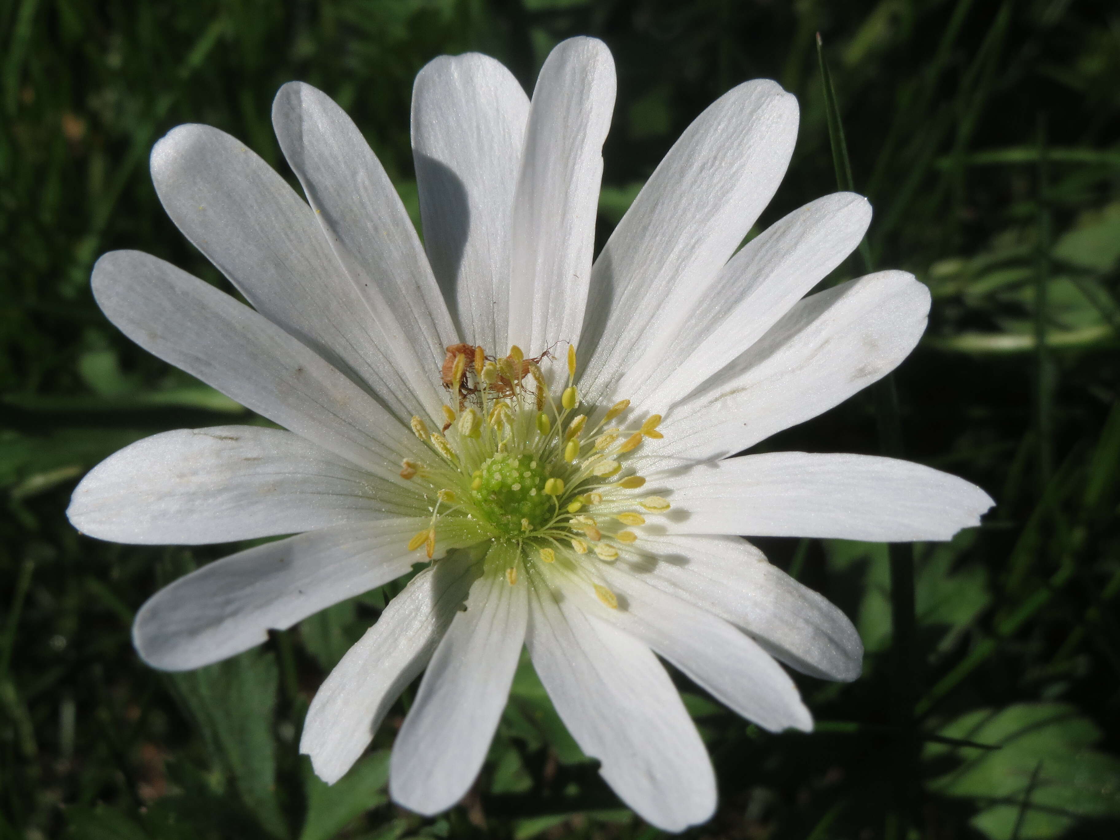 Image of Balkan Anemone