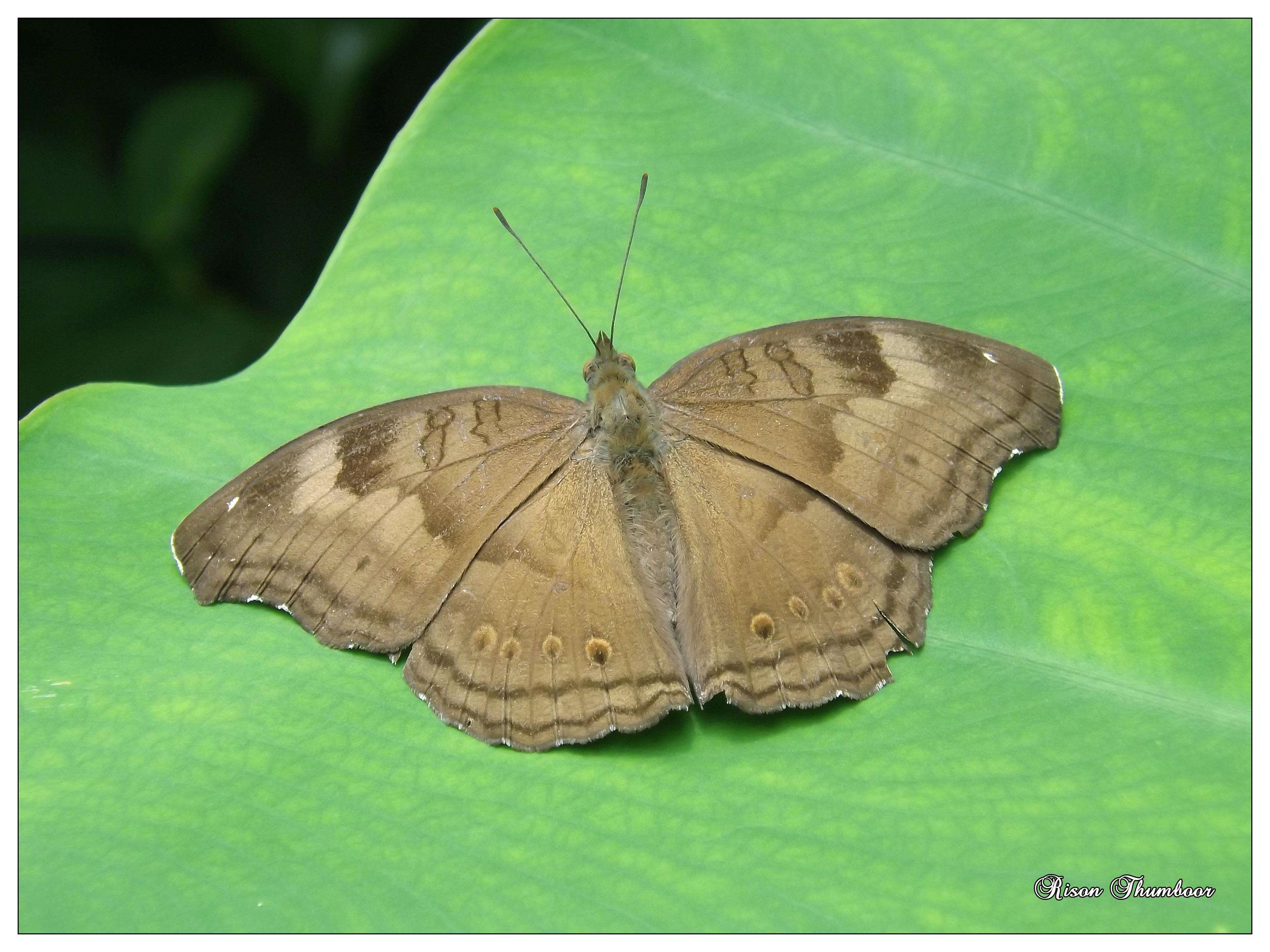 Image of chocolate pansy