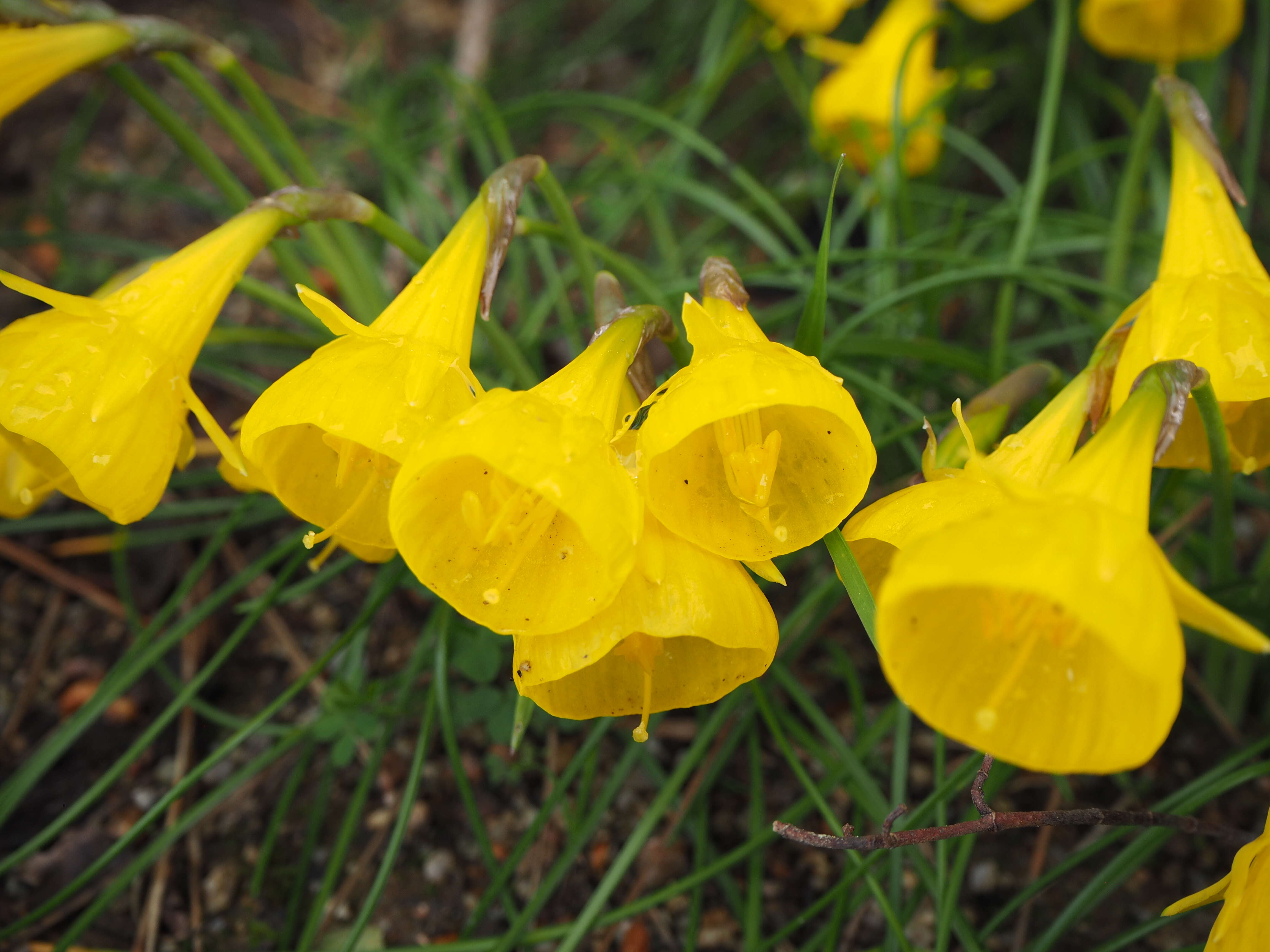 Narcissus bulbocodium subsp. obesus (Salisb.) Maire的圖片