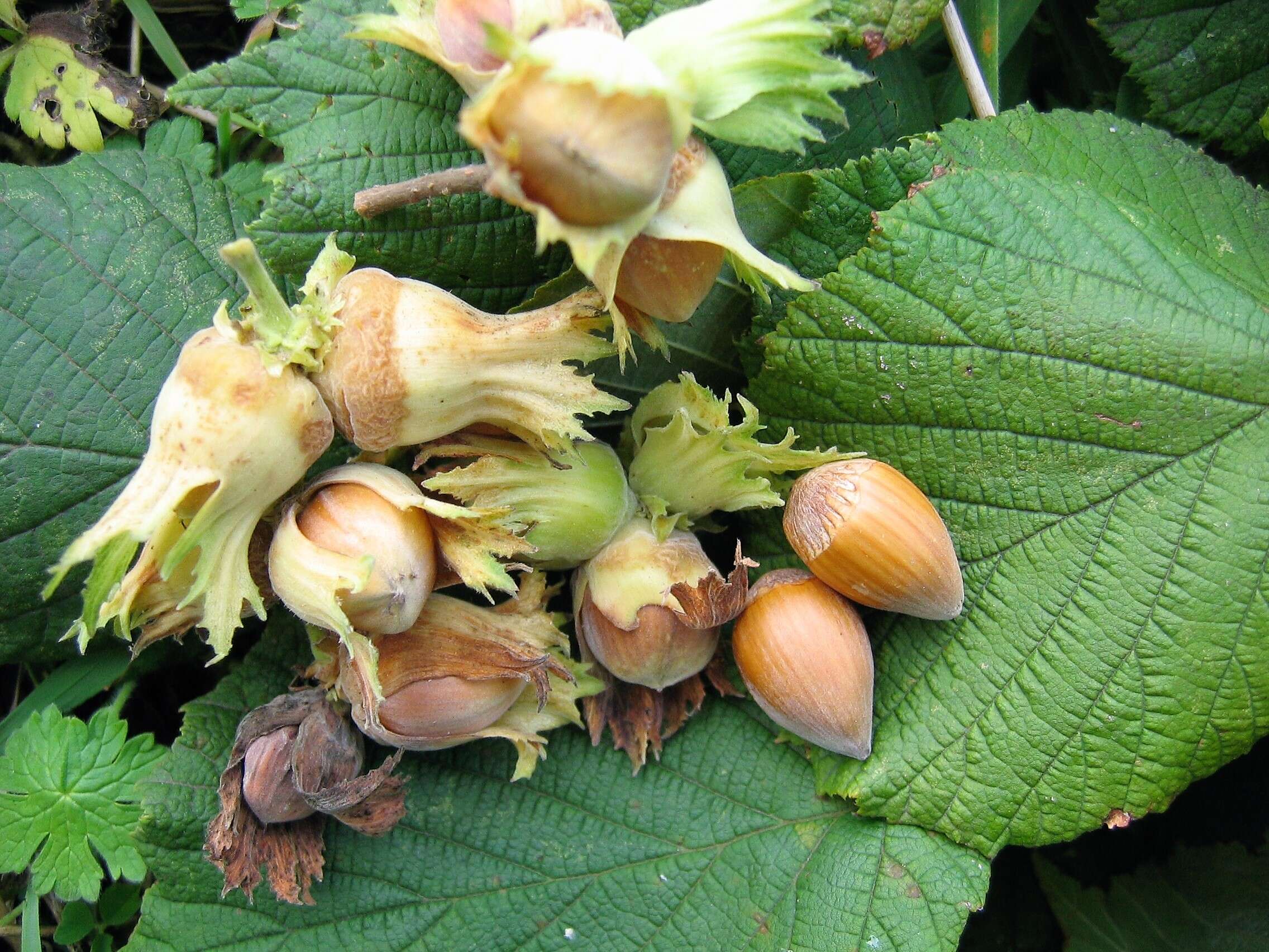 Image of Cobnut