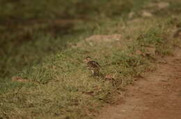 Image of Oriental Skylark