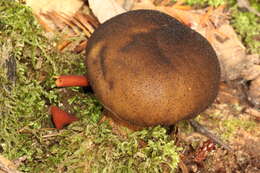 Image of Lycoperdon umbrinum Pers. 1801