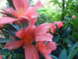 Imagem de Camellia azalea C. F. Wei