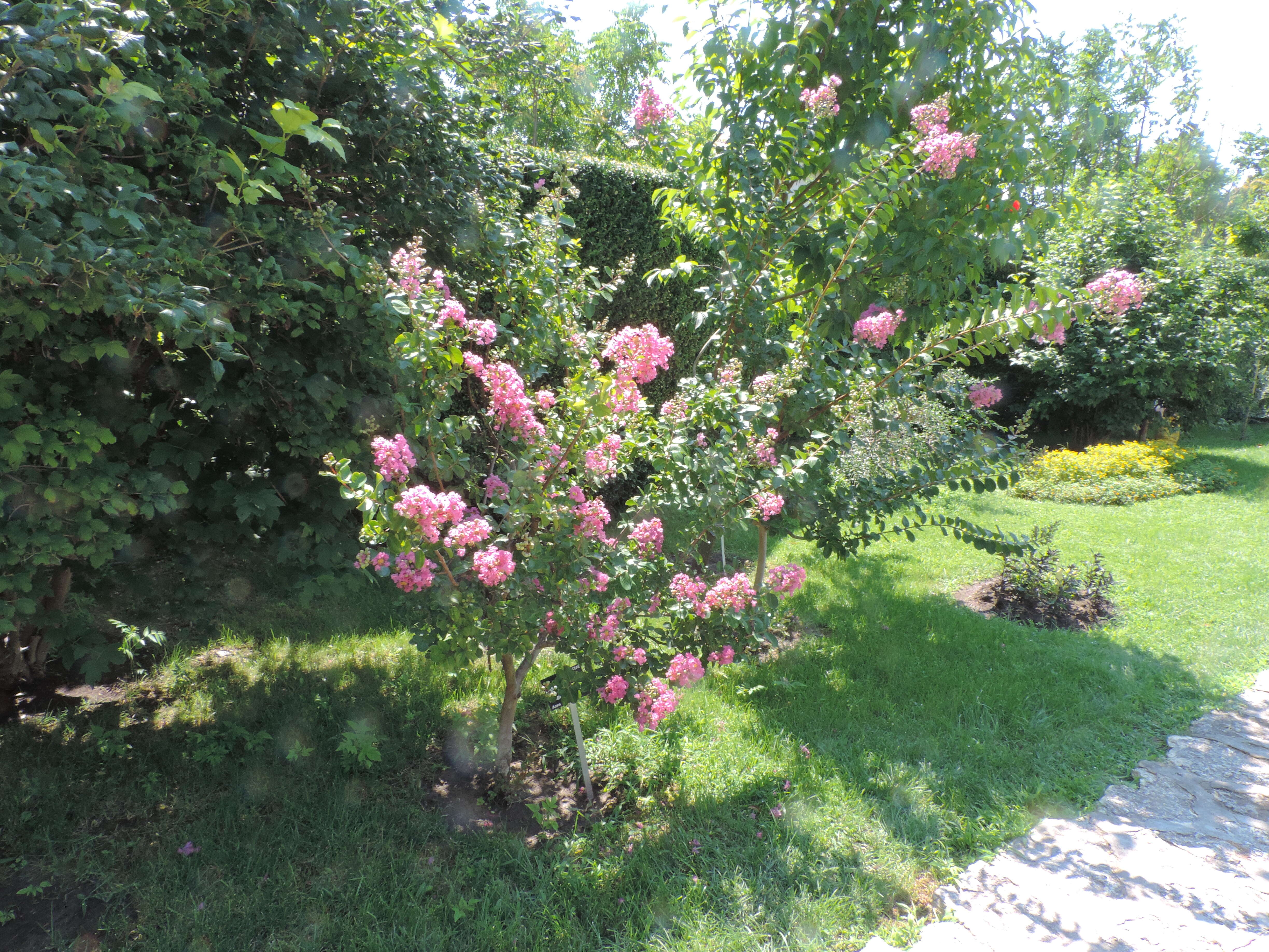 Image of lagerstroemia