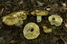 Image de Lactifluus