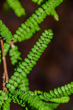 Image of Sophora microphylla var. longicarinata (G. Simpson) Allan