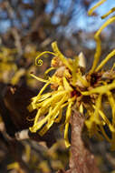 Hamamelis mollis Oliv. resmi