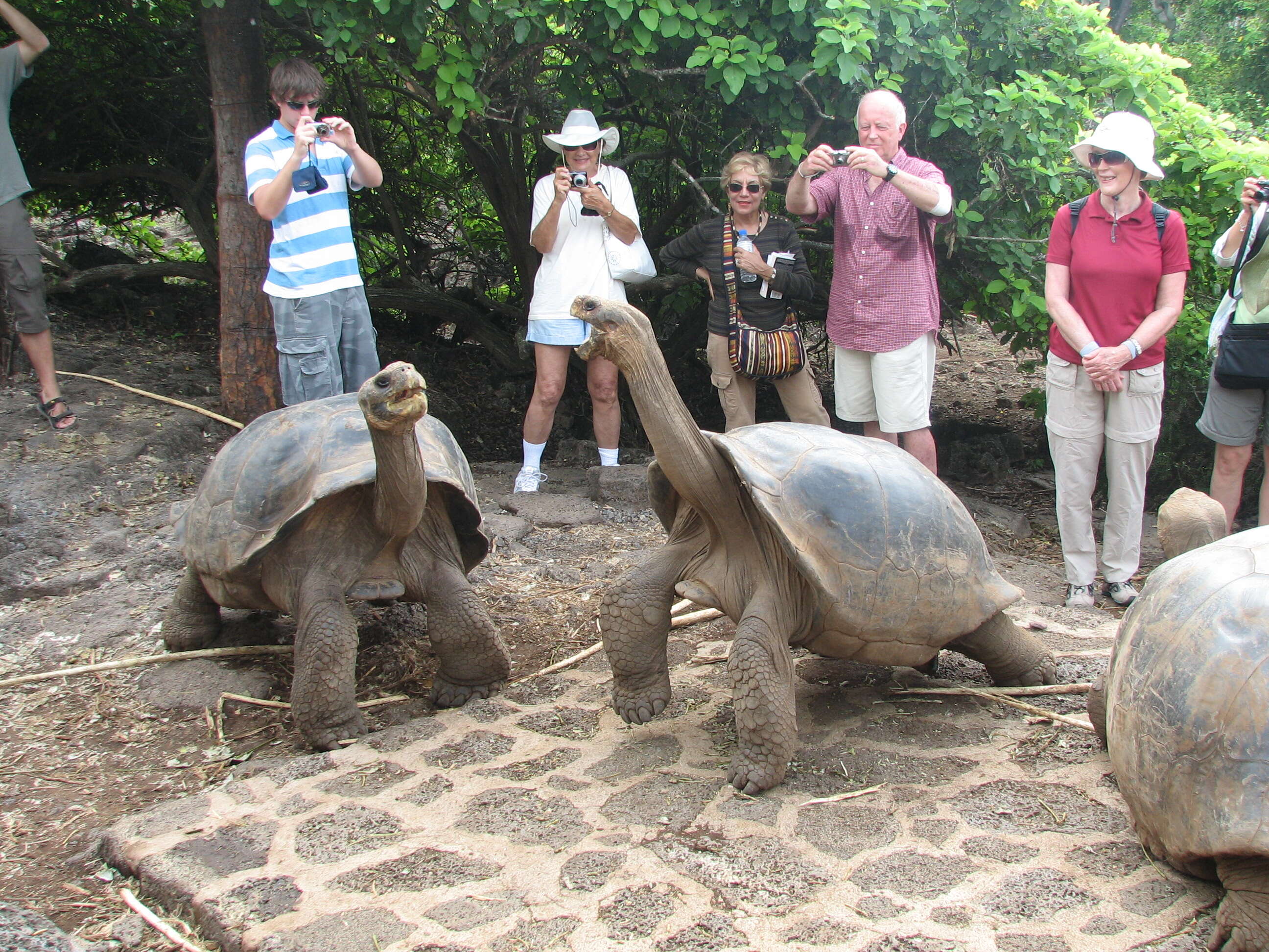 Image of Galapagos giant tortoise